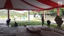 Pekerja memasang papan untuk lantai tenda relawan di Jalan Setiabudi, Medan, Senin (20/11). Menurut petugas bagian dekorasi, tenda tersebut dapat menampung tamu relawan sebanyak 2.000 sampai 4.000 orang. (Liputan6.com/Aditya Eka)