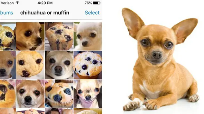 copyright by @teenybiscuit/thepoodleanddogblog.typepad.com