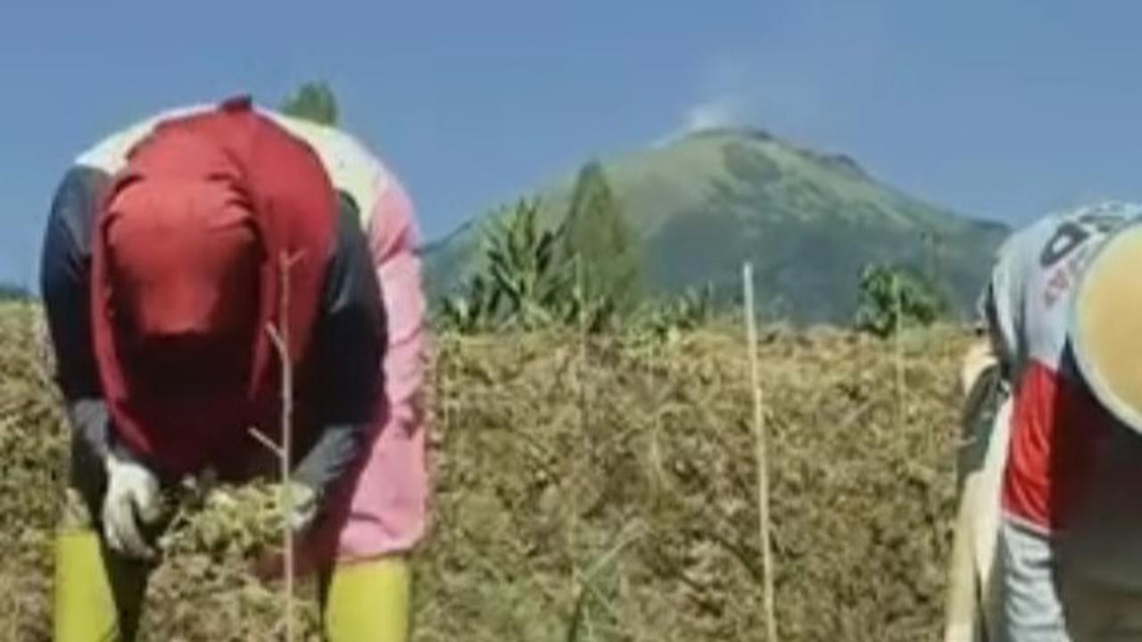 Petani Tembakau Srintil