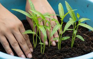 Menanam Kangkung di Baskom Bekas (Gemini AI)