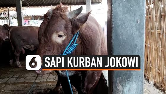 VIDEO: Sapi Kurban Jokowi Untuk Masjid Agung Solo