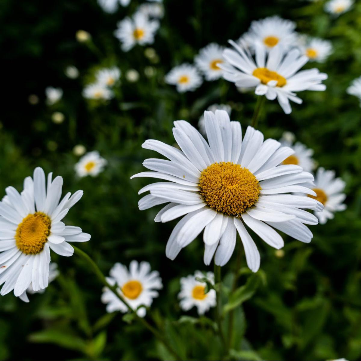 Chamomile