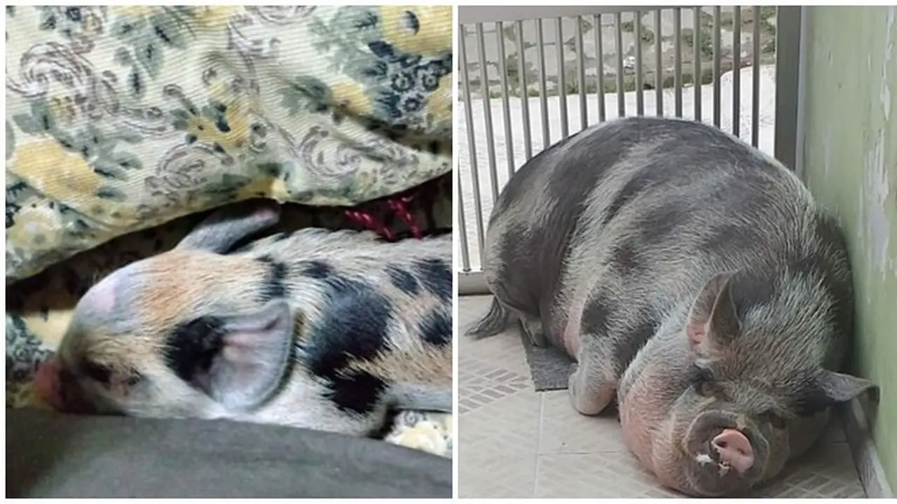 Dikira Berukuran Mini, Wanita Ini Justru Pelihara Babi Besar Berbobot 250 Kg