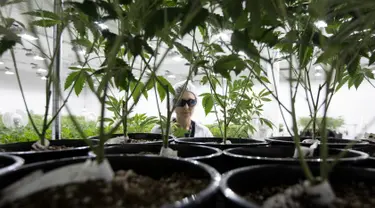 Seorang pekerja saat mengecek tanaman ganja medis di Tweed INC., Smith Falls, Ontario, Kanada (5/12). Tweed INC. merupakan salah satu lokasi budi daya ganja medis terbesar di Kanada. (AFP Photo/Lars Hagberg)