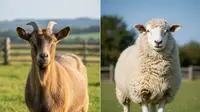 Ternak Kambing vs Domba Lebih Untung Mana? Simak Kelebihan dan Kekurangannya