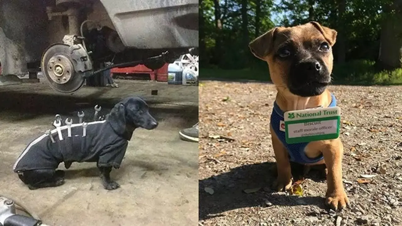 Tak Biasa, Anjing-anjing Ini Jadi Pekerja Layaknya Manusia