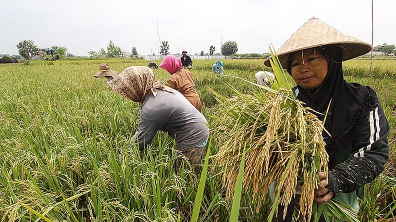 Nilai Tukar Petani Turun, Kementan: Hati-Hati Dalam Menggunakan Data