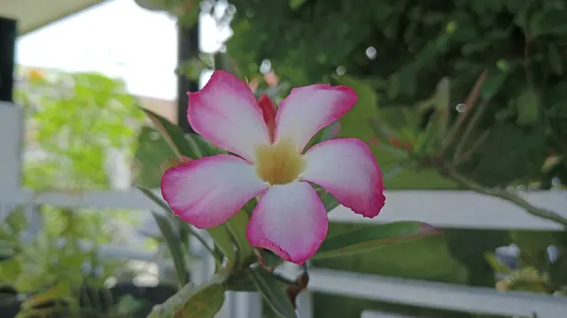 Hasil foto dengan OPPO A55 (Liputan6.com/Giovani Dio Prasasti)