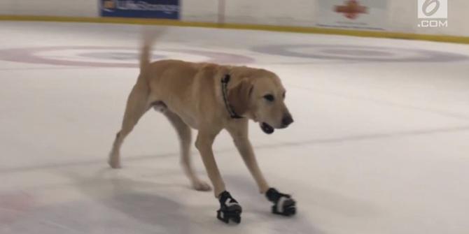 VIDEO: Anjing Peseluncur Es Pertama di Dunia