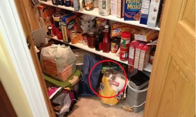 Ini dia kucing pada foto lemari penyimpanan makanan.