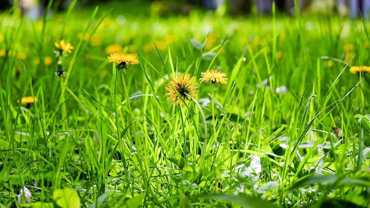 Tips Aman Mengonsumsi Dandelion
