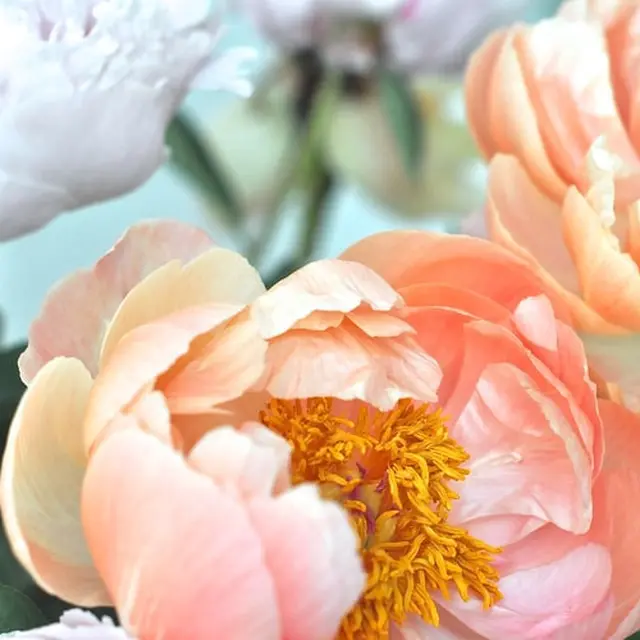 Mengenal Makna Di Balik Bunga Peony Lifestyle Fimela Com