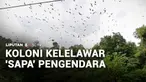 Apa jadinya jika Anda berkendara dan bisa melihat langsung gerombolan kelelawar beterbangan hingga monyet-monyet liar turun ke jalanan? Ini jadi pemandangan utama di jalan lintas di Pidie.