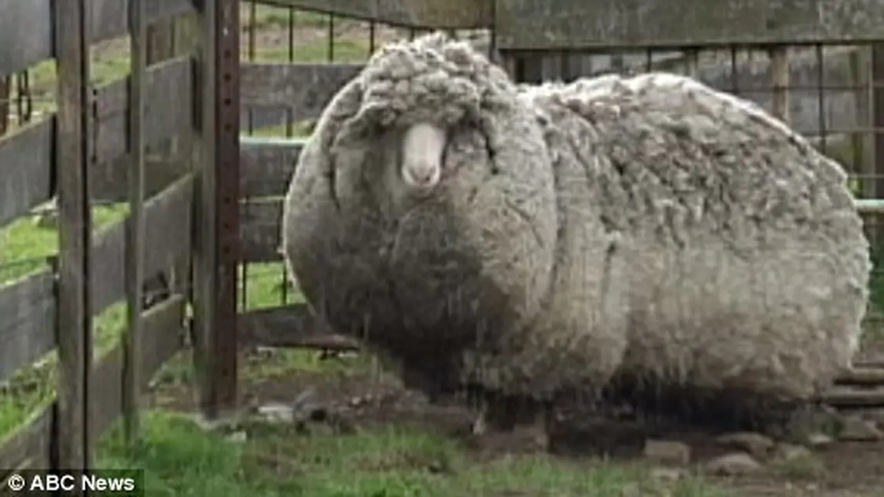Perkenalkan Shaun The Sheep, Domba Berbulu 20 Kg