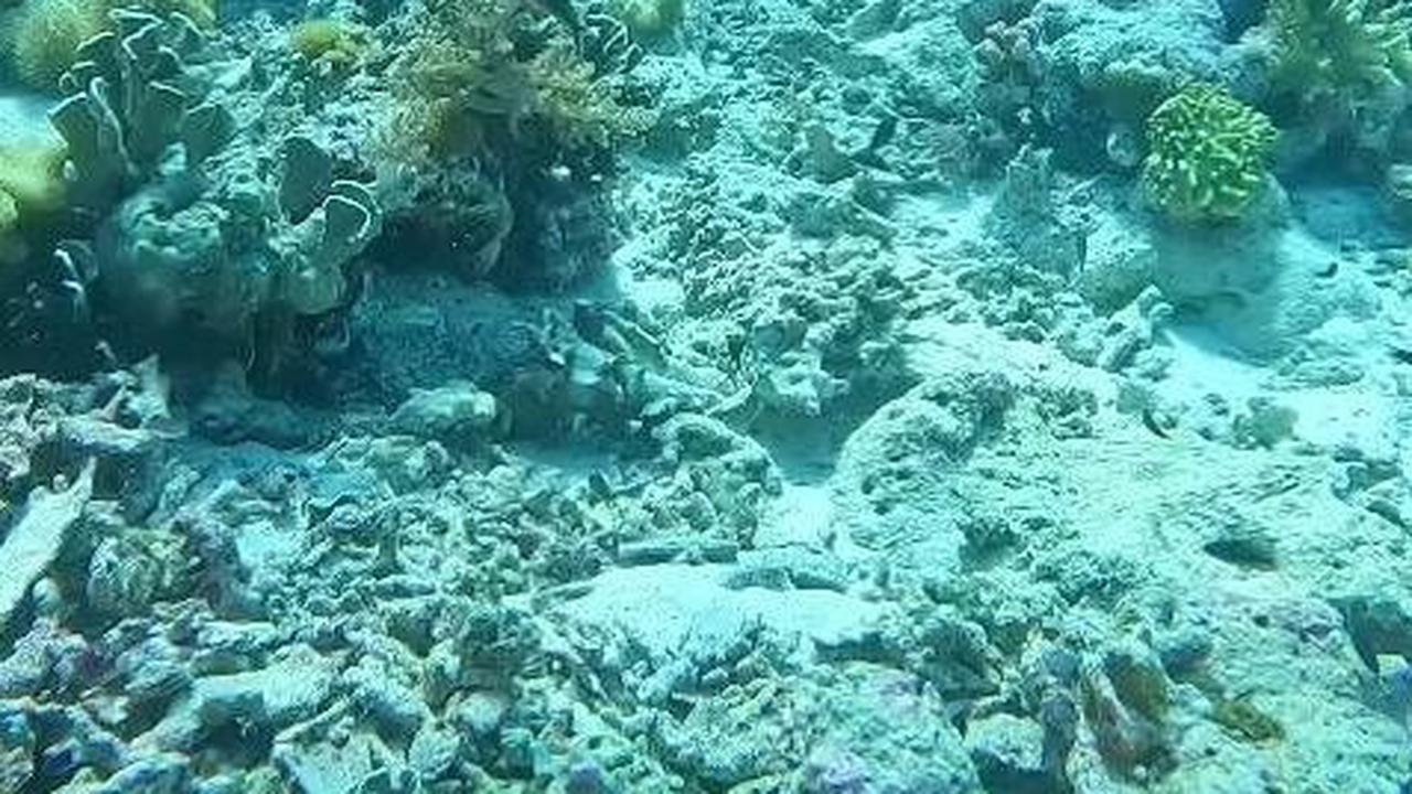 Video: Detik-Detik Penyelam Dihantam Gempa Dahsyat M 7,2 di Dasar Laut Banda
