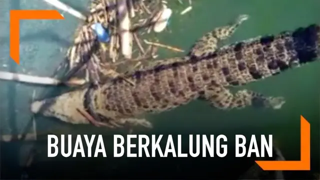 VIDEO: Buaya Berkalung Ban di Palu Kembali Muncul