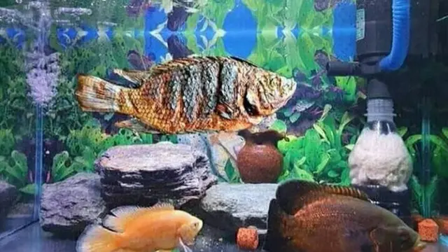 6 Potret Aquascape Low Budget Ini Bikin Pencinta Ikan Hias Senyum Tipis