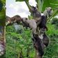 6 Tingkah Kucing Panjat Pohon Pisang Ini Bikin Geleng Kepala (Twitter/weidlilguys FB kata-kata & kucing)
