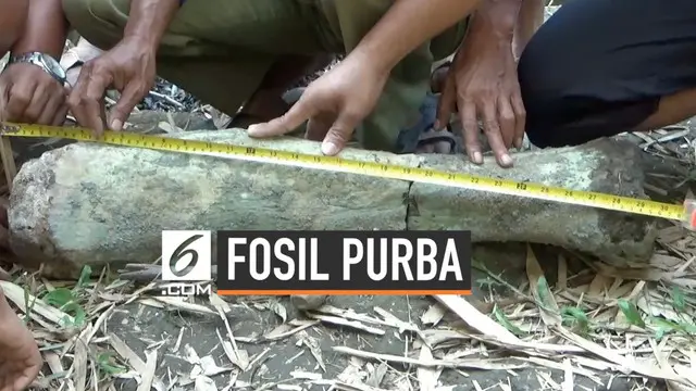 Seorang pencari pasir di Ngawi menemukan sebuah benda yang diduga tulang kaki gajah purba. Penemuan ini akan segera diberikan ke instansi terkait untuk dilakukan penelitian.