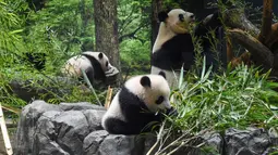 Panda kembar kelahiran Jepang, Lei Lei, tengah, Xiao Xiao, kiri, dan ibu mereka Shin Shin di Kebun Binatang Ueno, Tokyo, Rabu (12/1/2022). Penampilan publik pertama kembar raksasa itu hanya dapat dilihat selama tiga hari dengan jumlah pengunjung yang terbatas. (Tokyo Zoological Park Society via AP)