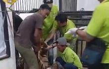 Harimau Sumatra di Lembah Hijau Mati Akibat Perdarahan Otak