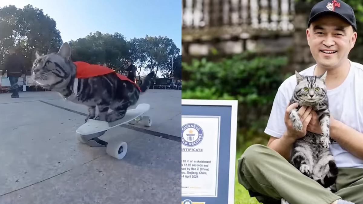 Kucing Ini Cetak Rekor Dunia Main Skateboard Tercepat, Latihan Setahun