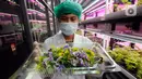 Petani menunjukkan tanaman saat melakukan perawatan dalam ruang penyemaian pada sebuah kafe resto di kawasan Alam Sutera, Tangerang Selatan, Banten, Kamis ( 26/1/2023). Ada 20 jenis tamanan pangan dan medicine beragam rasa seperti arugula (pedas), swiss chards (rasa bumi), chervils (unik), viola (edible flowers), red veined sorrels (asam) yang dipanen sebulan sebanyak enak kali. (merdeka.com/Arie Basuki)