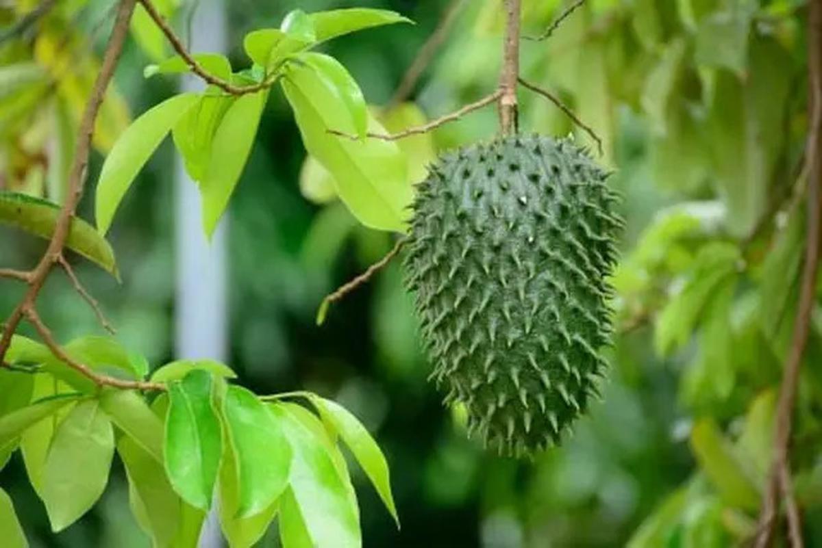 Manfaat Rebusan Daun Sirsak, Solusi Herbal Alami untuk Penyakit Hipertensi dan Diabetes
