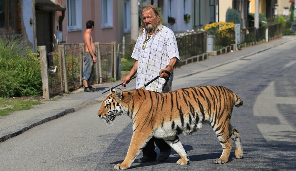 Pemilik dan pelatih hewan sirkus, Jaromir Joo saat mengajak harimaunya yang bernama Taiga berjalan-jalan di Letovice, Republik Ceko, 30 Agustus 2015. (AFP PHOTO/Radek MICA)