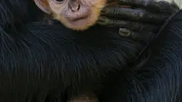 Gambar yang diambil pada 2 Oktober 2019 memperlihatkan monyet jantan jenis Francois Langur yang baru lahir berada di dekat induknya di Kebun Binatang Taronga, Sydney. Salah satu bayi monyet paling langka di dunia itu biasanya lahir dengan rambut oranye terang. (Rick Stevens/TARONGA ZOO/AFP)