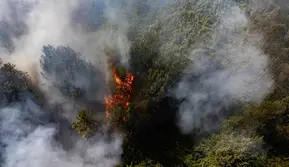 8 Wilayah di Lampung Rawan Kebakaran Hutan