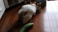 Reaksi Kucing Kaget Lihat Mentimun