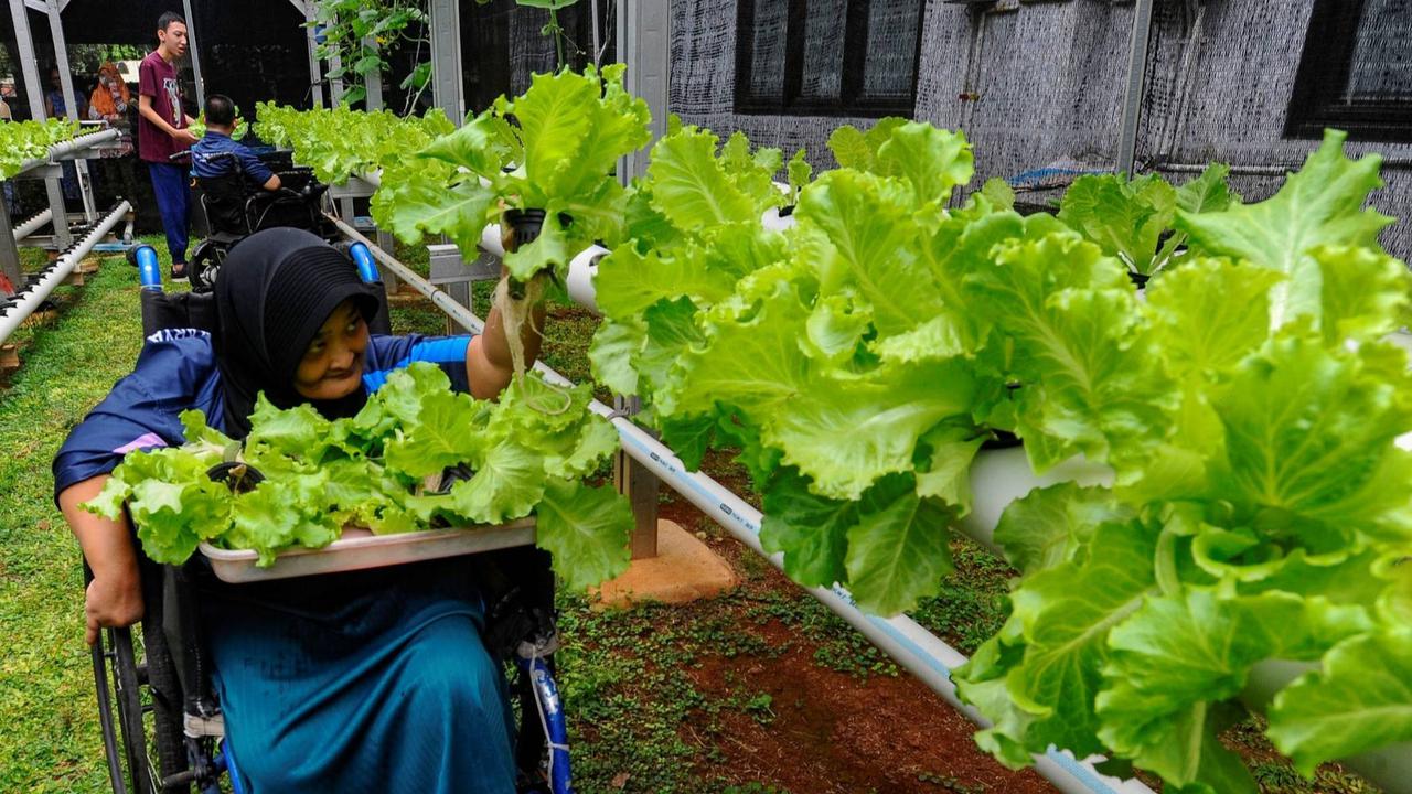 FOTO: Semangat Penyandang Difabel Panen dan Jual Sayuran Hasil Kebun Hidroponik