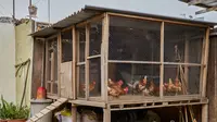 Cara Menentukan Arah Kandang Ayam Supaya Tidak Stres dan Cepat Besar