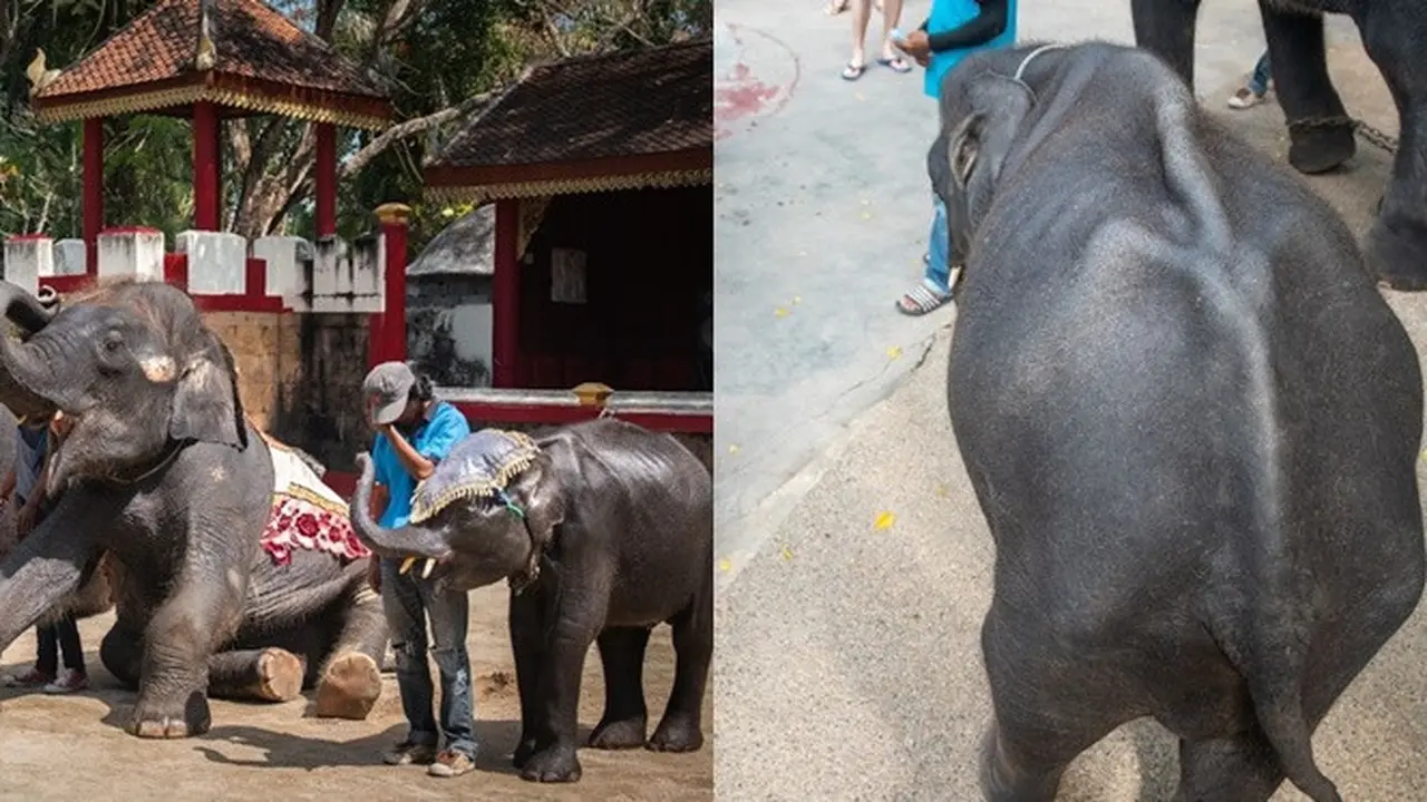 gajah disiksa