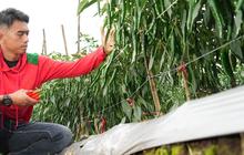 Kisah Petani Milenial Sukses Budidaya Sayuran, Bercita-cita bangun Sekolah Lapang Pertanian