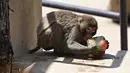 Seekor kera memakan buah-buahan beku untuk mendinginkan diri saat suhu mencapai 37 derajat Celcius di kebun binatang Bioparco di Roma, Italia pada 16 Agustus 2021. (Andreas SOLARO / AFP)