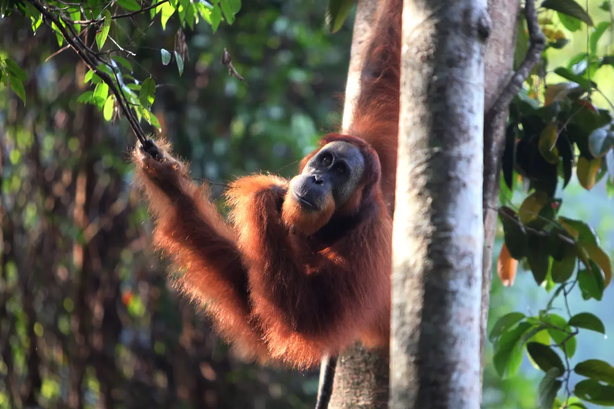 Bayi Orangutan Lahir di Amerika, Nama Khas Indonesia Dipersiapkan