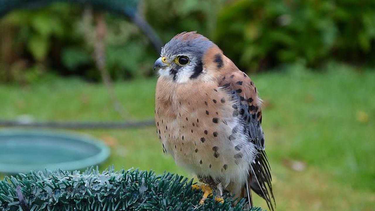 2. Namanya Berarti “Falco Burung Pipit”