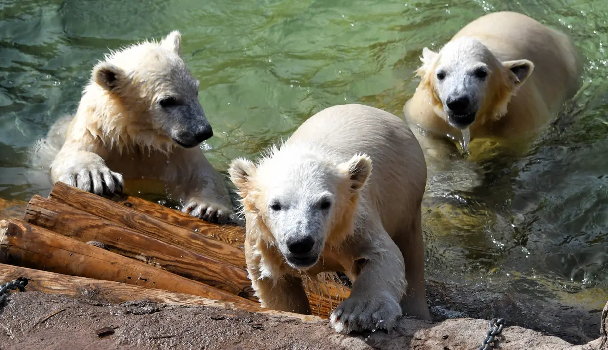 Bayi beruang kutub kembar tiga yang lahir pada Desember tahun lalu terlihat di taman hiburan Marineland di Kota Antibes, Prancis, Kamis (14/5/2020). (Xinhua/Serge Haouzi)