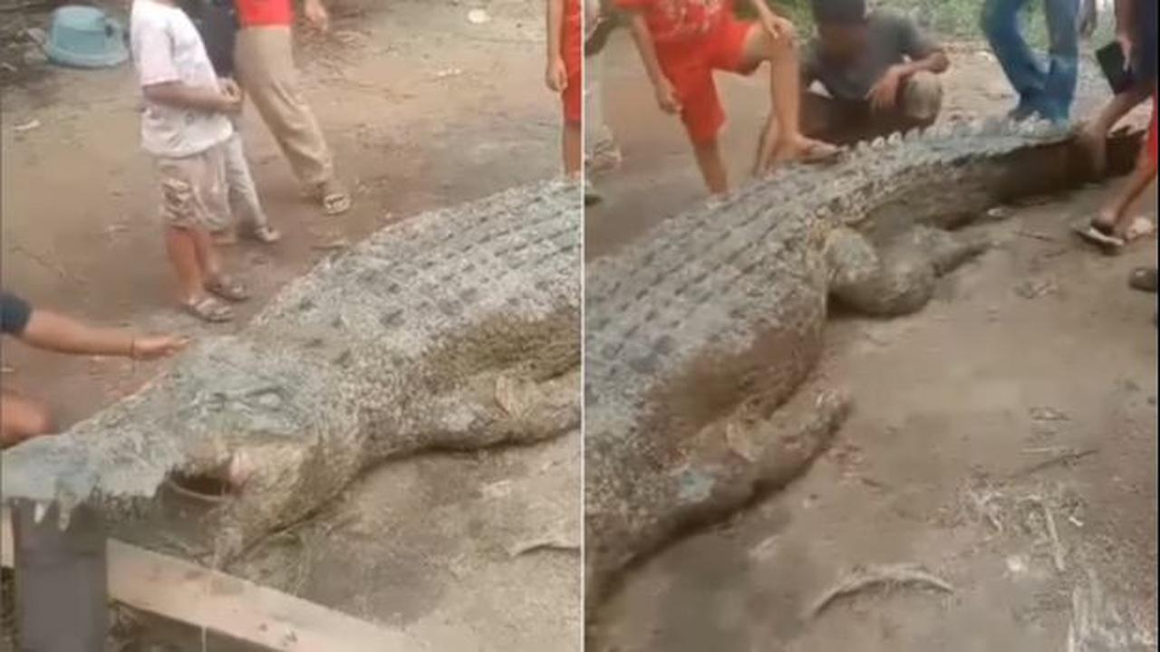 Sempat Bikin Resah, Warga Kabupaten Labuhanbatu Utara Berhasil Tangkap Buaya Liar Berukuran 4 Meter