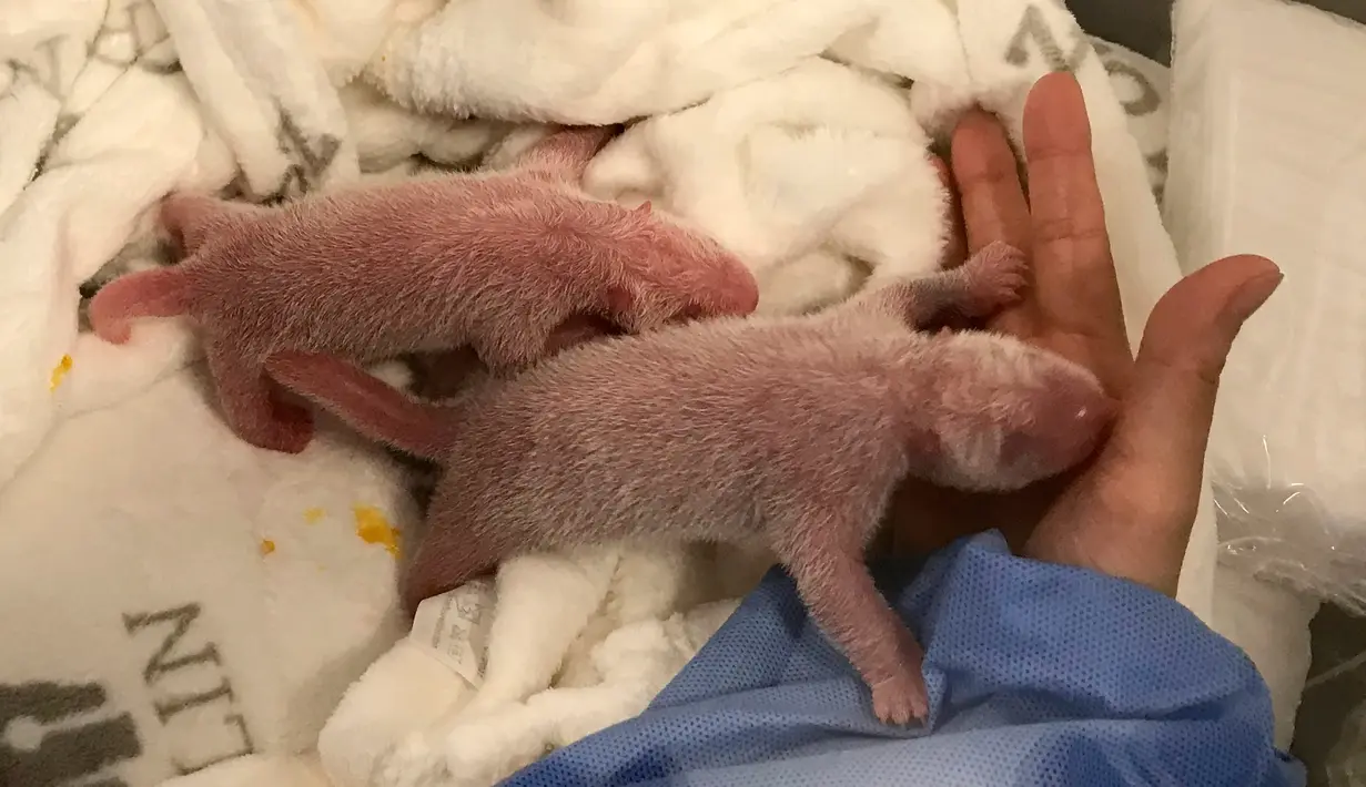 Bayi panda kembar yang baru lahir menjalani perawatan pertama mereka di Kebun Binatang Berlin, Senin (2/9/2019). Panda betina, Meng Meng, telah melahirkan dua ekor bayi pada Sabtu (31/8) malam dengan bobot masing-masing 136 gram dan 186 gram. (Zoo Berlin/Zoologischer Garten Berlin via AP)