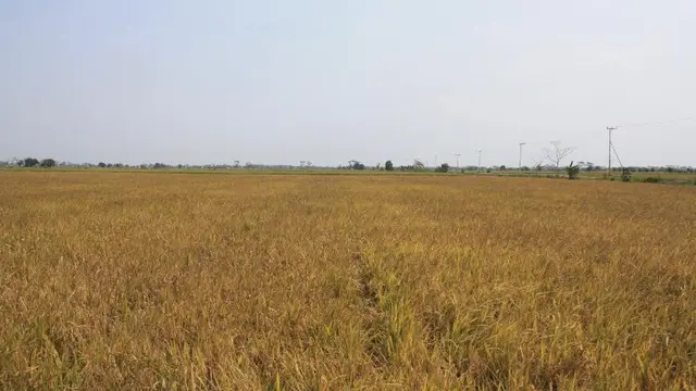 DPR RI Kunjungan Ke Food Estate Kalteng, Ini yang Disampaikan oleh Petani