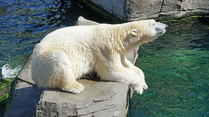 copyright pixabay.com/Barni1