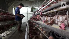 Perternak memeriksa telur ayam di perternakan kawasan Telaga Kahuripan, Bogor, Jawa Barat, Rabu (3/11/2021). Untuk saat ini, harga telur ayam di tingkat peternak rakyat masih saja rendah. (merdeka.com/Arie Basuki)