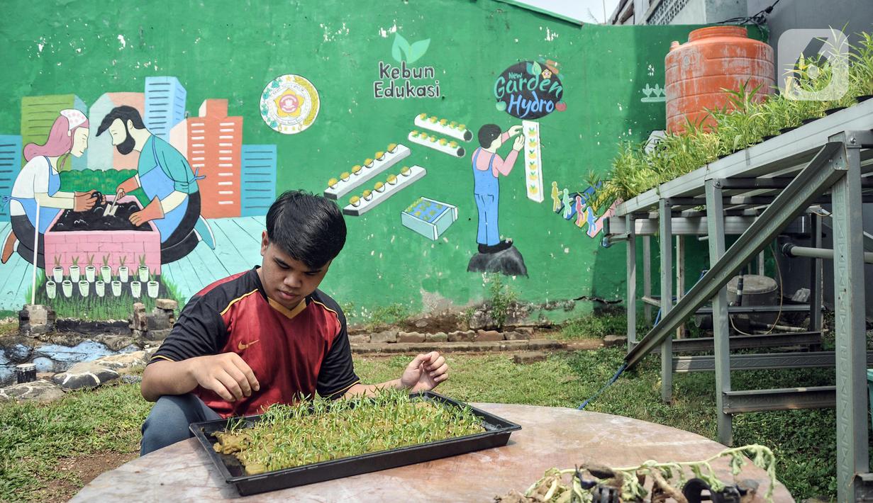Anggota Karang Taruna RW 04 Kebon Baru saat menanam bibit sayuran hidroponik di Kebun Edukasi, Tebet, Jakarta Selatan, Selasa (19/7/2022). Berbagai sayuran hidroponik dibudidayakan di kebun ini, antara lain bayam, kangkung, pakcoy, dan selada. (merdeka.com/Iqbal S. Nugroho)
