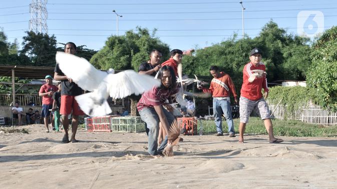 FOTO: [FEATURE] Melatih Burung Merpati Kolongan - Liputan6.com