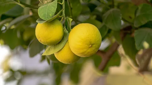 Ilustrasi Buah Citrus