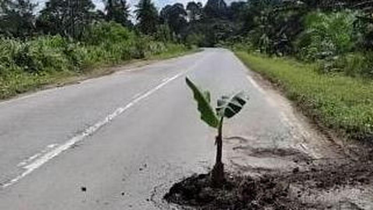 Bukan Hanya di Indonesia, Warga Malaysia Tanam Pohon Pisang di Tengah Jalan Rusak Sebagai Bentuk Protes