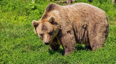 Ilustrasi mimpi, beruang